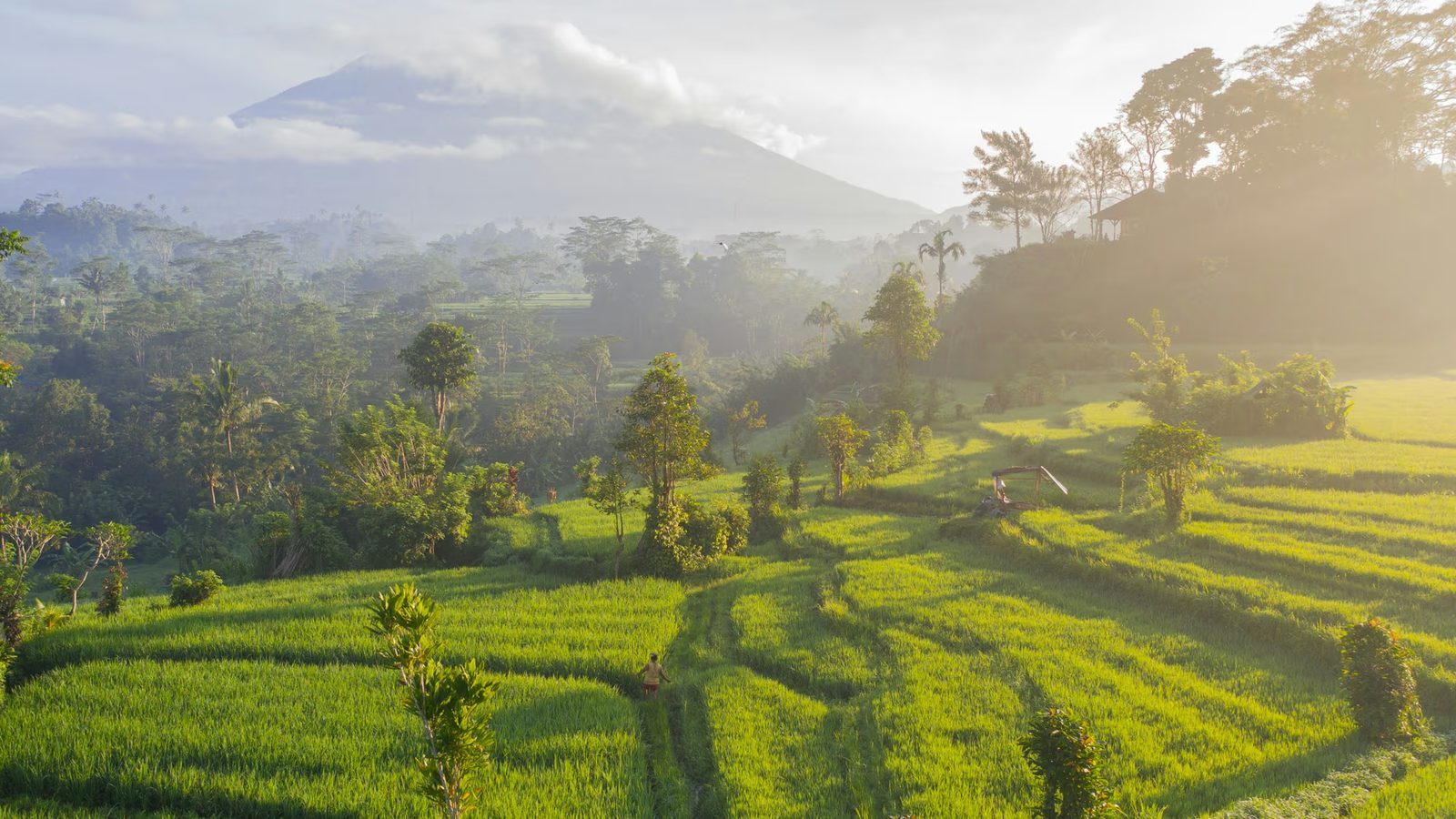 Green rice terraces in Bali at sunrise